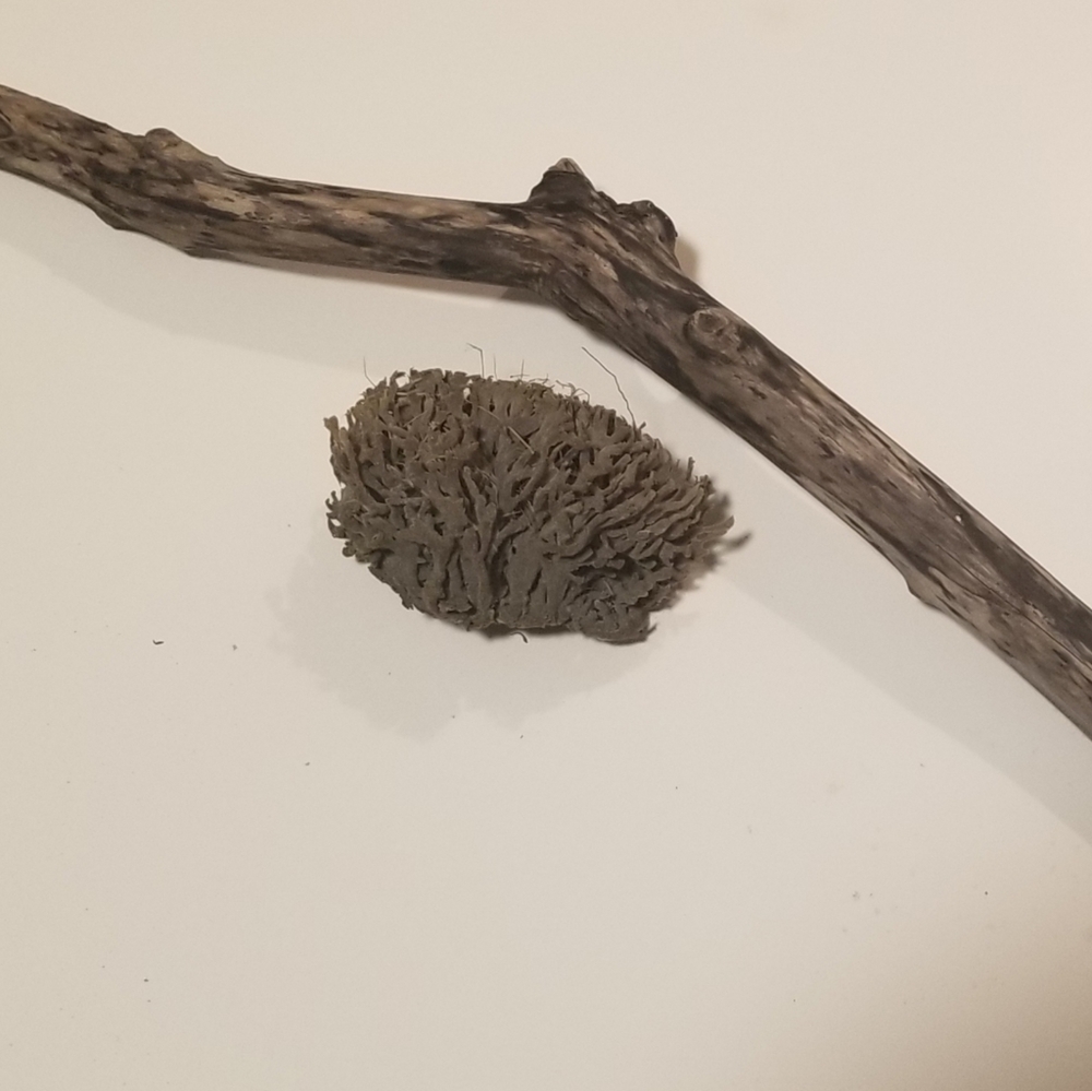 Beach Driftwood 23" + Dried Sea Vegetation